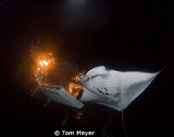 Manta ray as we were coming back to the boat. by Tom Meyer 